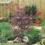 Image de Acer palm. 'Atropurpureum'