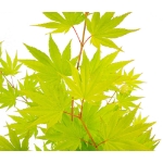 Image de Acer shir. 'Jordan' (PBR)