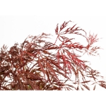 Image de Acer palm. 'Crimson Queen'