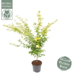 Image de Acer palm. 'Bi hoo'