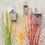 Image de Acer palm. 'Bi hoo'