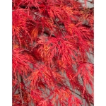 Image de Acer palm. 'Emerald Lace'