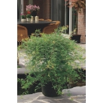 Image de Acer palm. 'Emerald Lace'