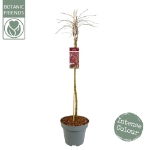 Image de Acer palm. 'Garnet'*