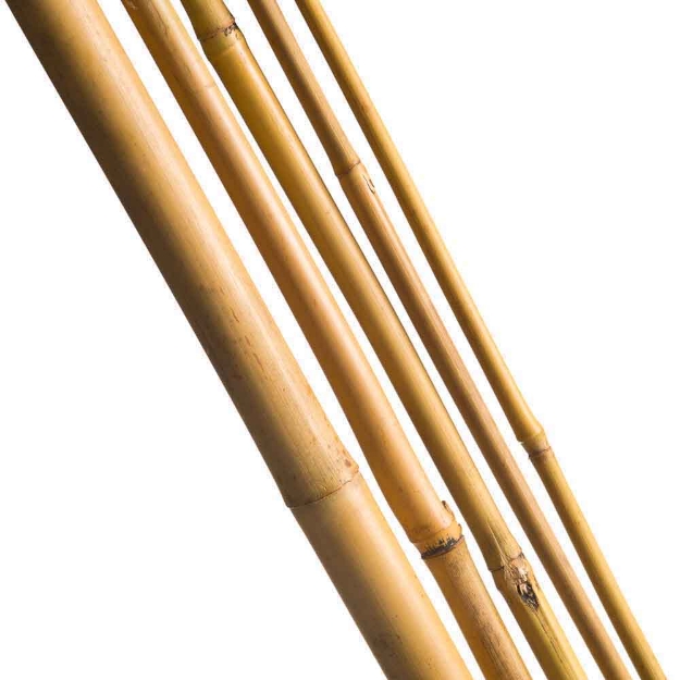 Image de TUTEUR BAMBOU NAT - H240 - 3 X