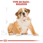 Image de BHN English Bulldog Puppy 3kg