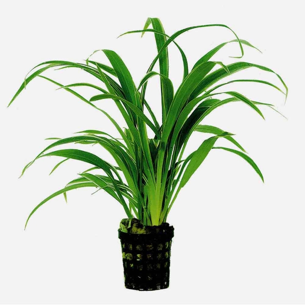 Image de CHLOROPHYTUM BICHETTII 5CMPOT