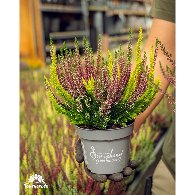 Image de Calluna vulgaris Beauty Lady© 'Symphony' - POT 12cm