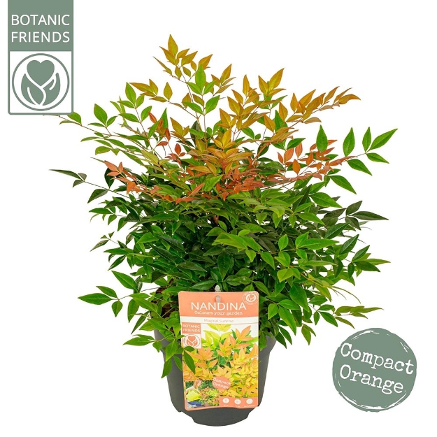 Image de Nandina domestica 'Magical Sunrise' (PBR) - pot de 19 cm