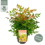 Image de Nandina domestica 'Magical Sunrise' (PBR) - pot de 19 cm
