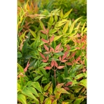 Image de Nandina domestica 'Magical Sunrise' (PBR) - pot de 19 cm