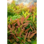 Image de Nandina domestica 'Magical Sunrise' (PBR) - pot de 19 cm
