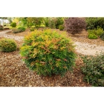 Image de Nandina domestica 'Magical Sunrise' (PBR) - pot de 19 cm
