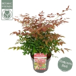 Image de Nandina domestica 'Obsessed' (PBR) - pot de 19 cm