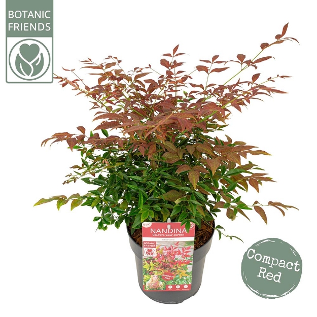 Image de Nandina domestica 'Obsessed' (PBR) - pot de 19 cm