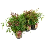Image de Nandina domestica 'Obsessed' (PBR) - pot de 19 cm