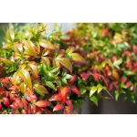 Image de Nandina domestica 'Obsessed' (PBR) - pot de 19 cm