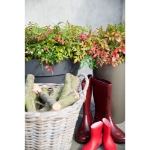 Image de Nandina domestica 'Obsessed' (PBR) - pot de 19 cm