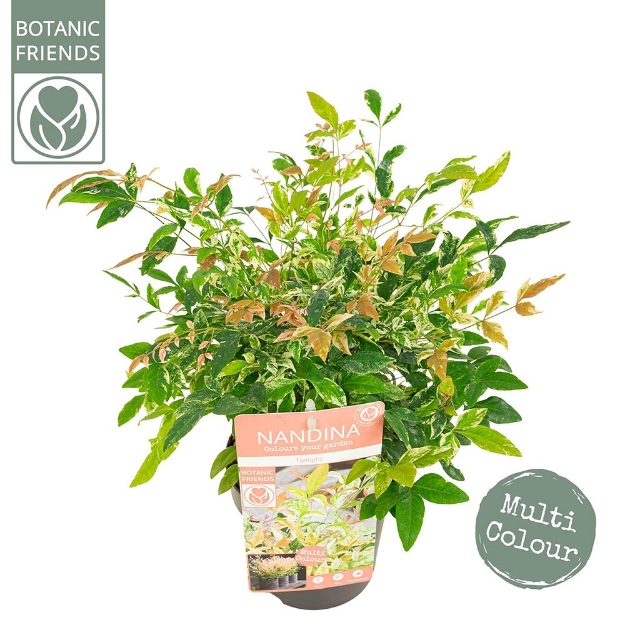 Image de Nandina domestica 'Twilight' (PBR) - pot de 15 cm