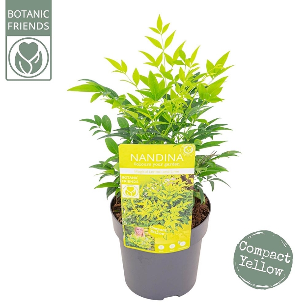 Image de Nandina domestica 'Magical Lemon and Lime' (PBR) - pot de 15 cm