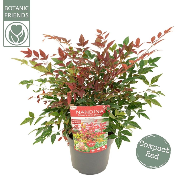 Image de Nandina domestica 'Obsessed' (PBR) - pot de 15 cm