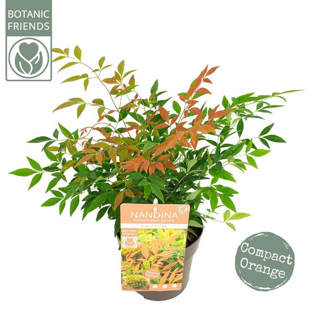 Image de Nandina domestica 'Magical Sunrise' (PBR) - pot de 15 cm