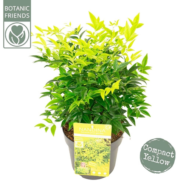 Image de Nandina domestica 'Magical Lemon and Lime' (PBR) - pot de 19 cm