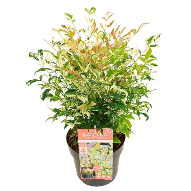Image de Nandina domestica 'Twilight' (PBR) - pot de 19 cm