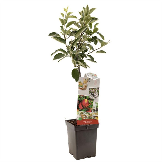 Image de Malus dom. Braeburn Patio