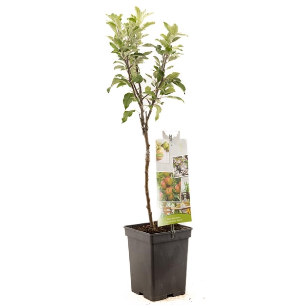 Image de Malus dom. Cox's Orange P. Patio