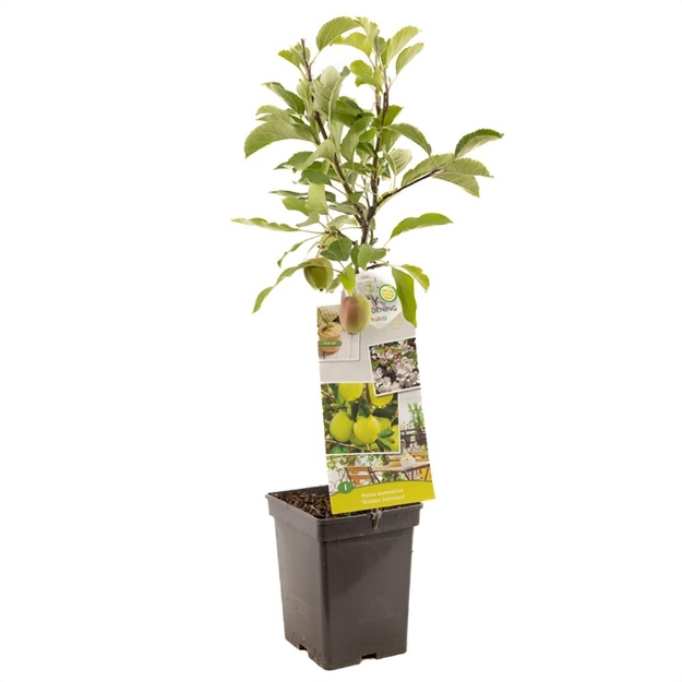 Image de Malus dom. Golden Delicious Patio