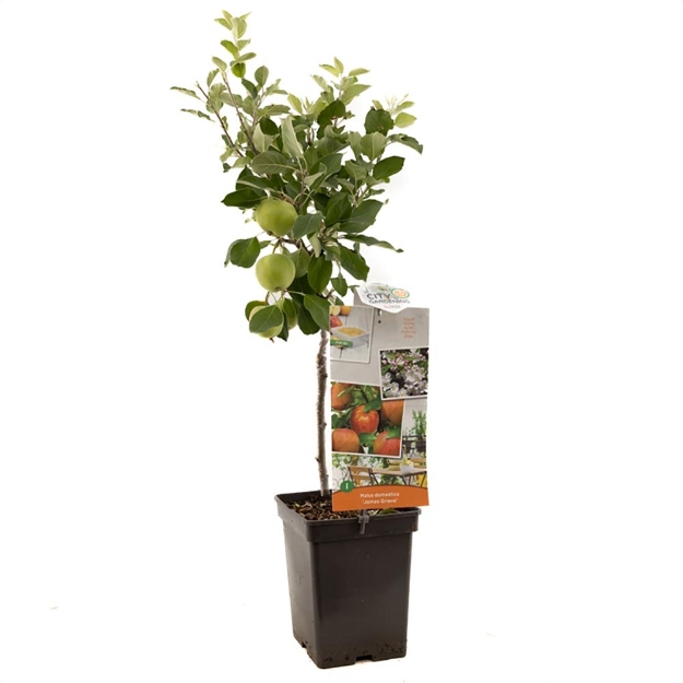 Image de Malus dom. James Grieve Patio