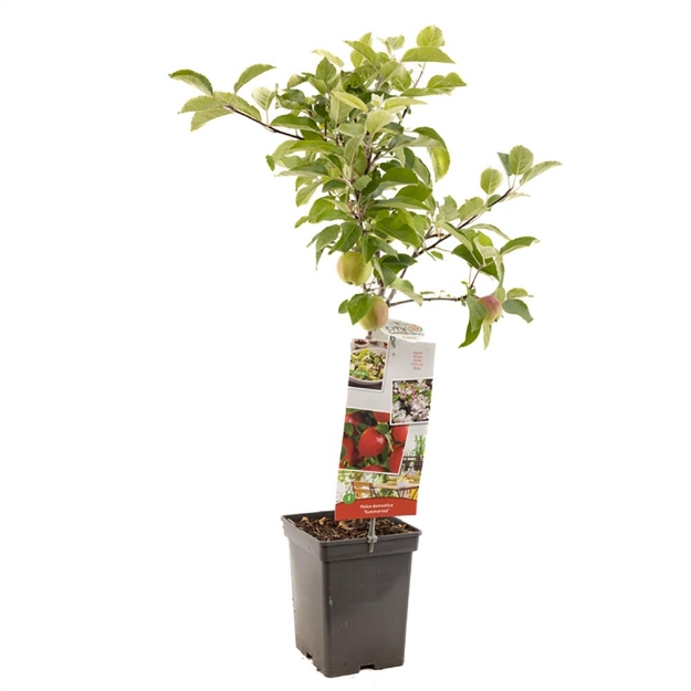 Image de Malus dom. Summerred Patio
