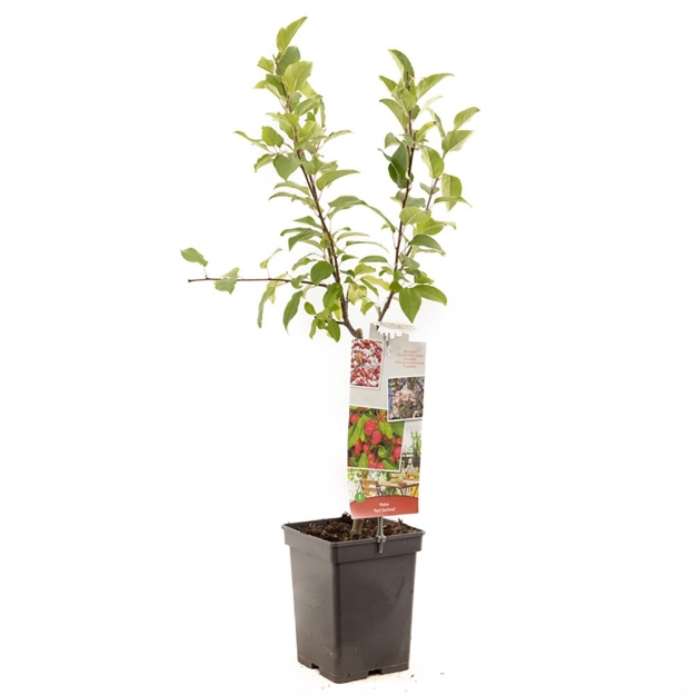 Image de Malus Red Sentinel Patio