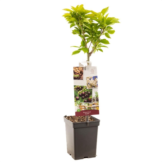 Image de Prunus avium Kordia Patio