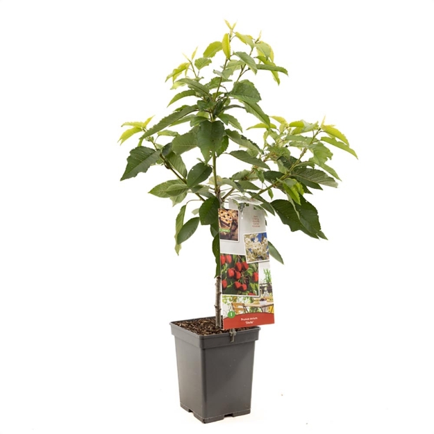 Image de Prunus avium Stella Patio