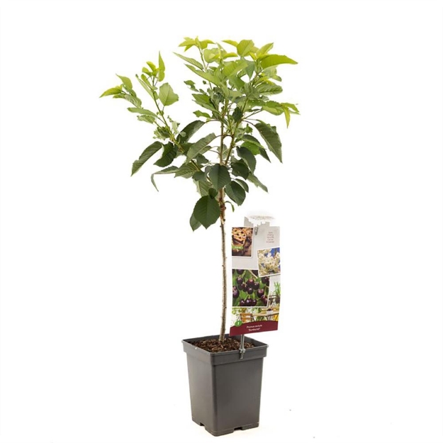 Image de Prunus avium Sunburst Patio