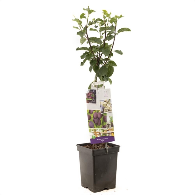 Image de Prunus dom. Opal Patio