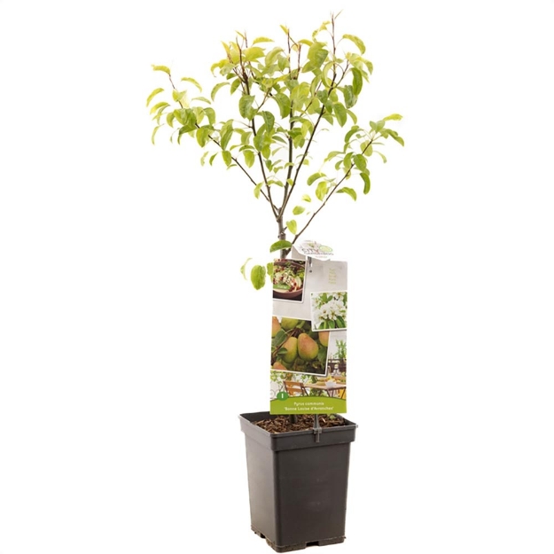 Image de Pyrus comm. Bonne Louise Patio