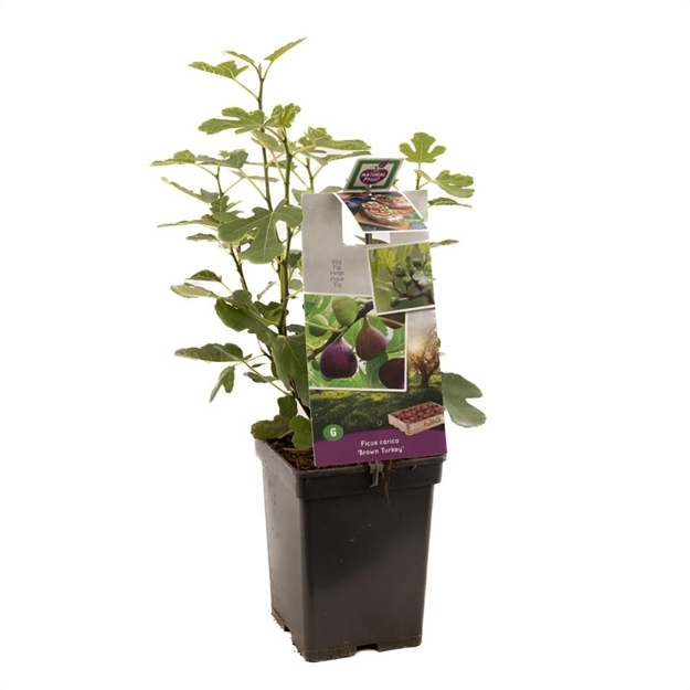Image de Ficus carica Brown Turkey - pot 18 cm