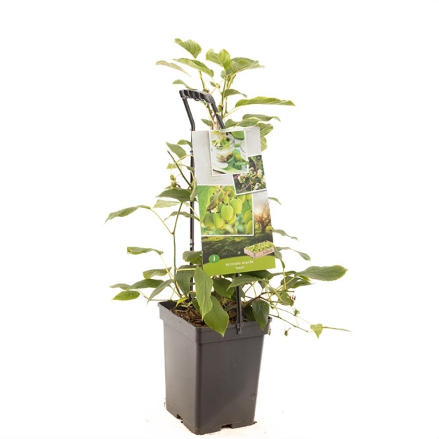 Image de Actinidia arguta Issai - poignée de transport