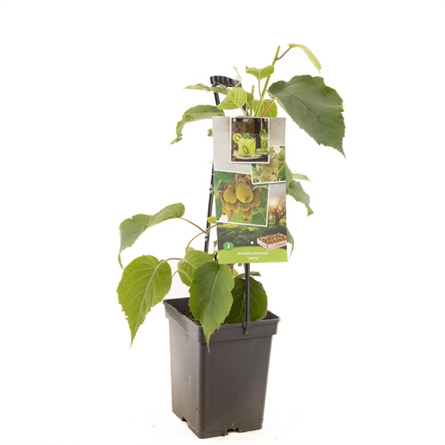 Image de Actinidia ch. Jenny - poignée de transport
