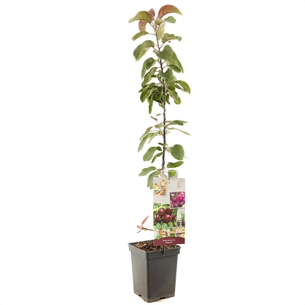 Image de Malus dom. Maypole colonne