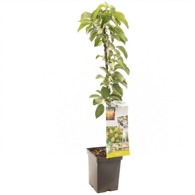 Image de Malus dom. Bolero colonne