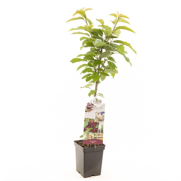 Image de Prunus avium Sylvia colonne