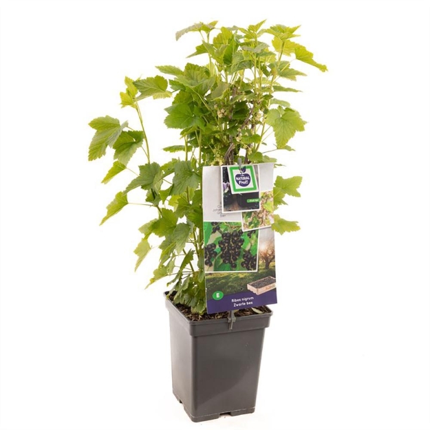 Image de Ribes nigrum Titania (zwarte bes) - pot 18 cm