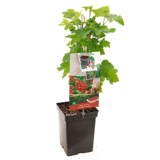 Image de Ribes rubrum Jonkheer de Tets - pot 18 cm