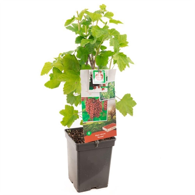 Image de Ribes rubrum Rovada - pot 18 cm