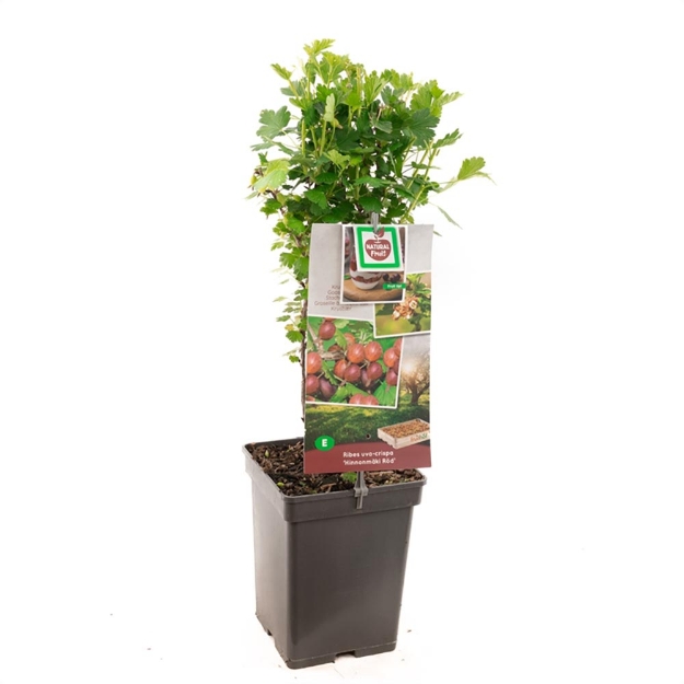 Image de Ribes uva-crispa Hinnonmäki Röd