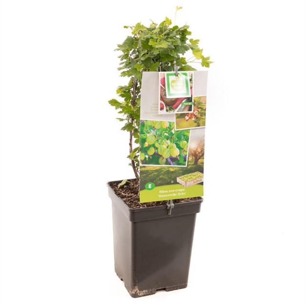 Image de Ribes uva-crispa Hinnonmäki Grön